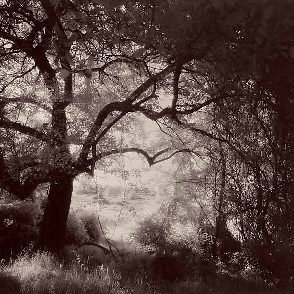 Beneath the Apple Tree by Gary Bartoloni, Image 2.