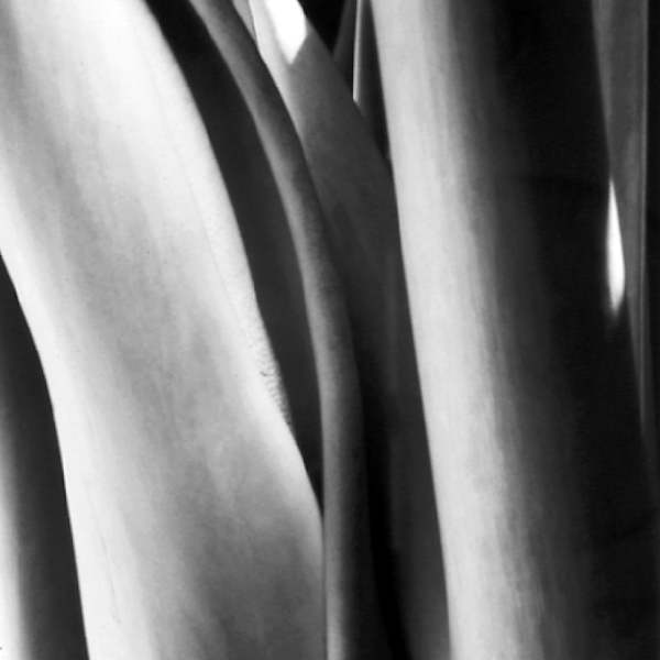 Columns by George Cuddeback, Image 13.