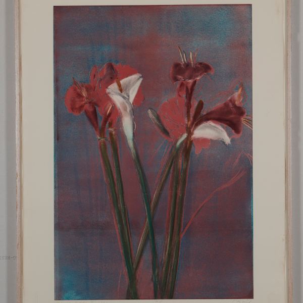 Amaryllis/Calla I by Michael Mazur, Image 2.