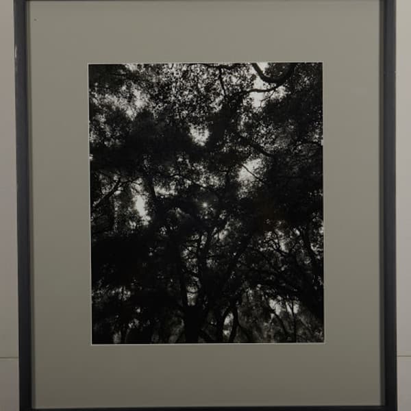 Huntington Oaks by Joel Glassman, Image 1.
