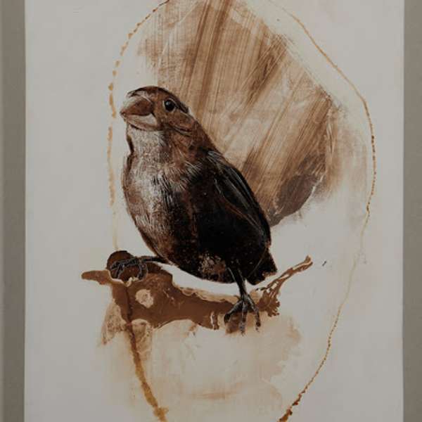 Natural Selection - Finch by James Griffith, Image 1.
