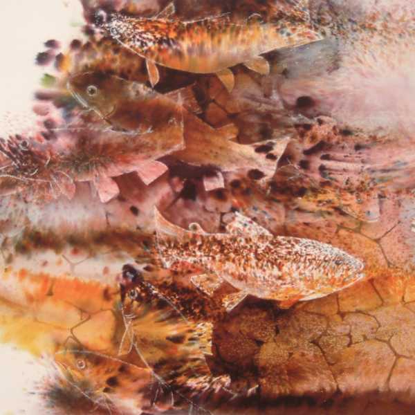 Golden Trout by Paul St. Denis, Image 1.