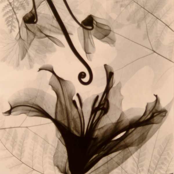 Optic Exploration: Lilium by Judith McMillan, Image 1.