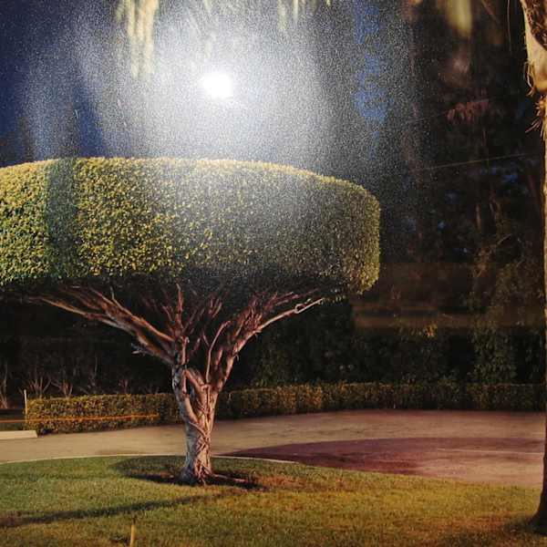 Topiary by Penny Rakoff, Image 1.