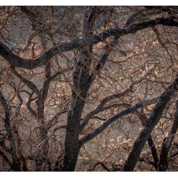 Oak Forest, Eighteen Months After the Fire by Jenny Helbraun Abramson, Image 1.