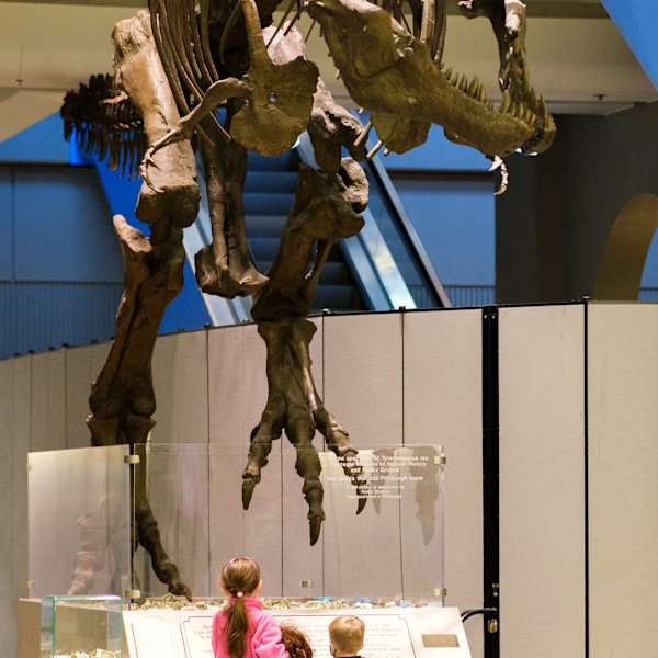 T-Rex Cast by CMNH, Image 1.