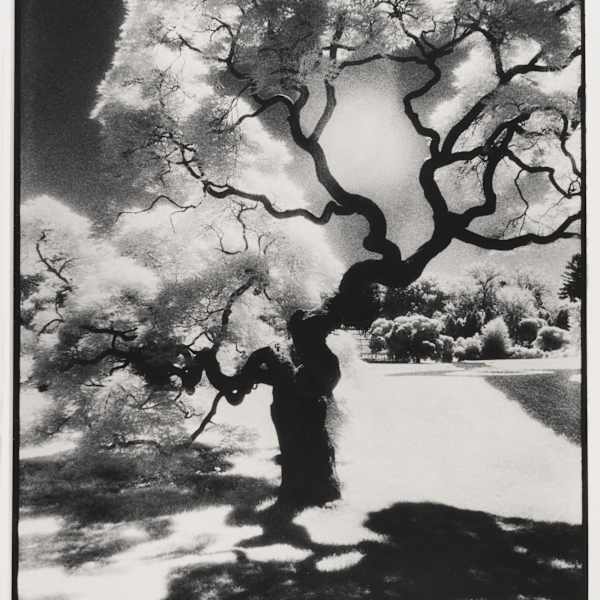 Japanese Split Leaf Maple at Lyndhurst by Renata Rainer, Image 2.