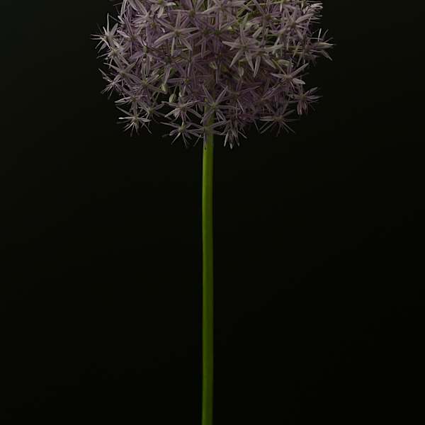 Allium by Allison Lavigne, Image 1.