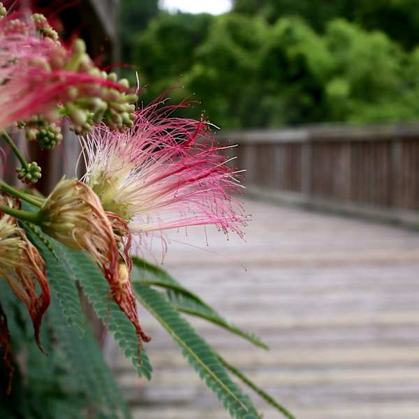Brightened Boardwalk by Elizabeth Kijowski, Image 8.