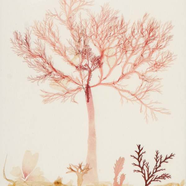 Arbre by Gertrude Cote-Malenfant, Image 15.