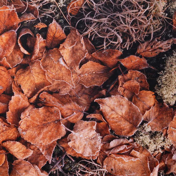 Untitled (Frosted Leaves) by Michael de Morée, Image 17.
