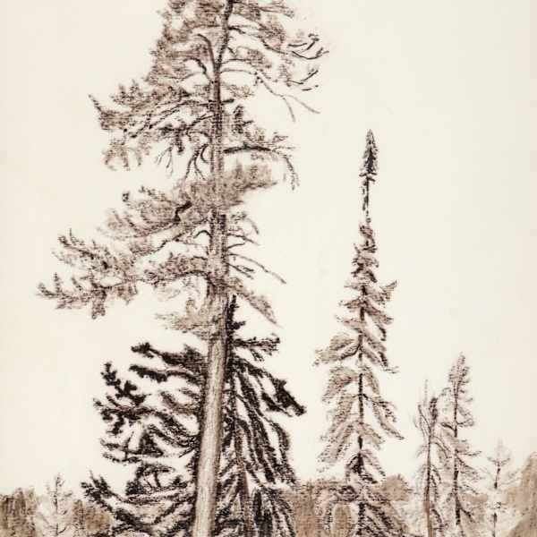 Trees by Muriel Smith, Image 22.