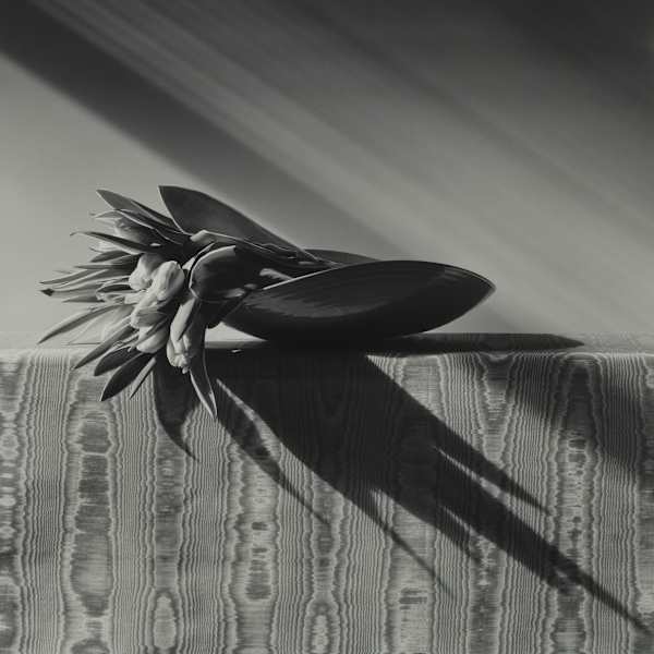 Tulips by Robert Mapplethorpe, Image 2.
