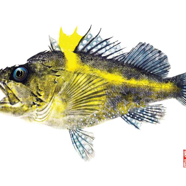 China Rockfish by Stephen DiCerbo, Image 1.