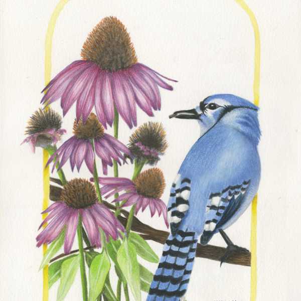 Coneflower (Echinacea purpurea) & Blue Jay (Cyanocitta cristata) by Jessica Bilyard, Image 1.