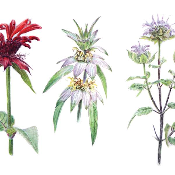 Monardes by Kelanie Chapdelaine, Image 1.