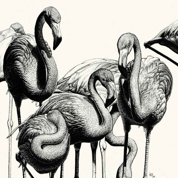 American Flamingos by Rebecca Gelernter, Image 1.