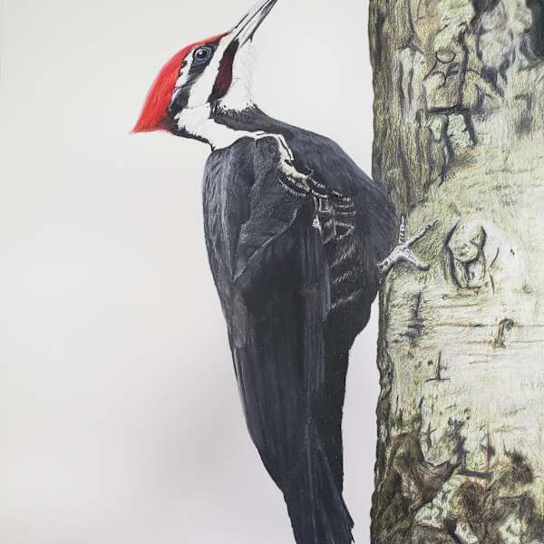 Pileated Woodpecker by Mikhala Griemsmann, Image 1.
