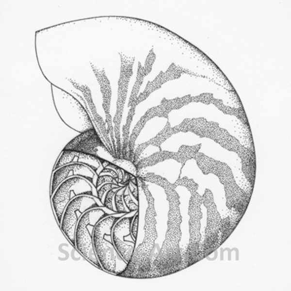 Nautilus by Margaret Garrison, Image 1.