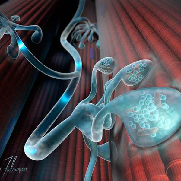 Neuromuscular Junction by Veronica Falconieri Hays, Image 1.