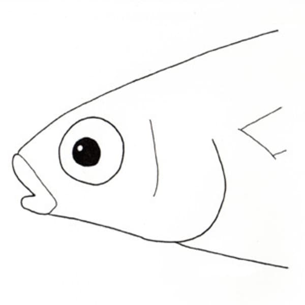 Convex Head (Agonostomus sp.) by Kelly Finan, Image 1.