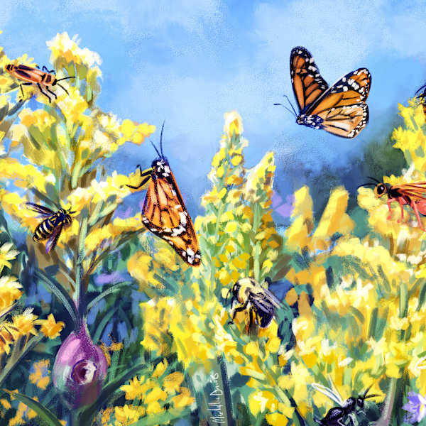 Goldenrod Ecology by Michelle Davis, Image 1.