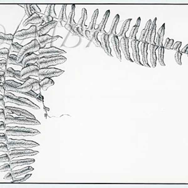 Nephrolepis exaltata Bostoniensis by MaryBeth Hinrichs, Image 1.