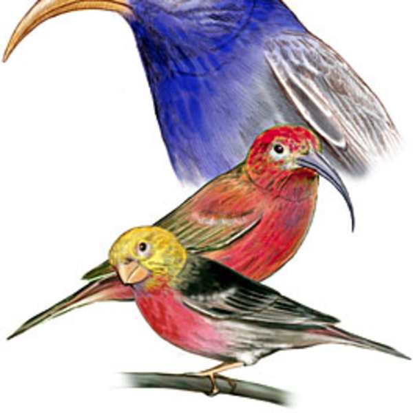 Pollen Peepers by Jennifer Fairman, CMI, FAMI, Image 1.