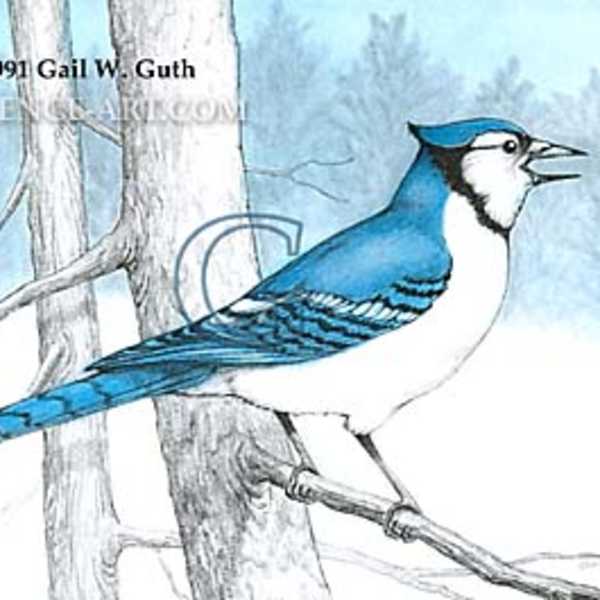 Blue Jay by Gail Guth, Image 1.