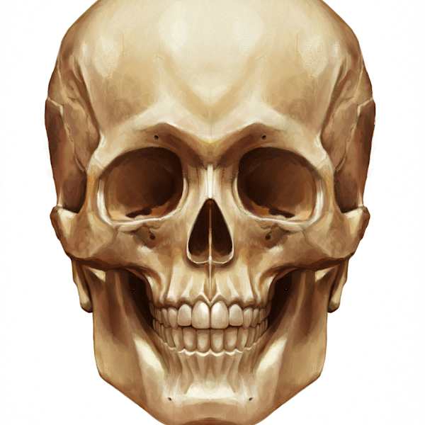 Skull (Anterior View) by C. J. Ellison, Image 1.