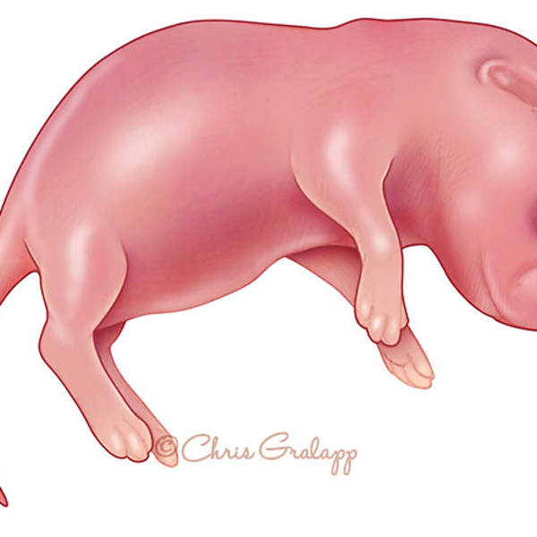 Fetal mouse by Chris Gralapp, Image 1.