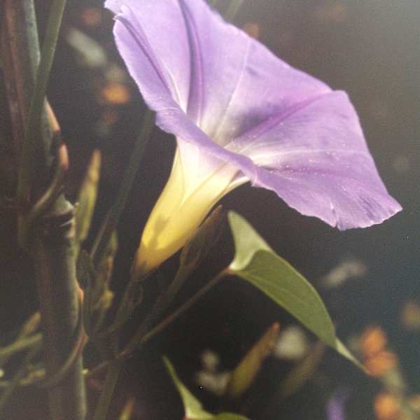 Morning Glory by Stephen Blecher, Image 1.