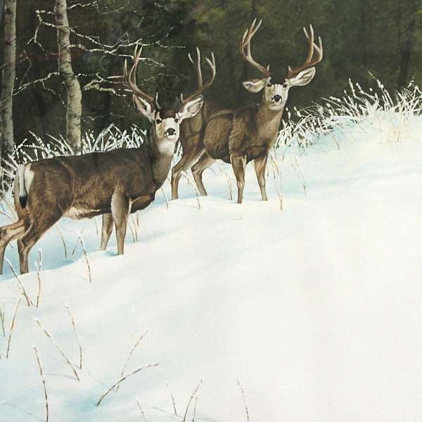 Mule Deer by Lee Cable, Image 1.