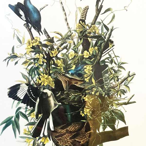 Mockingbird Defending the Nest from a Rattlesnake by John James Audubon, Image 1.
