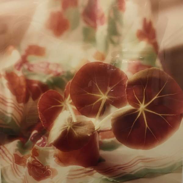Begonia Erythrophylla by Sally Troyer, Image 1.