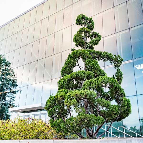 Topiary by Pearl Fryar, Image 1.