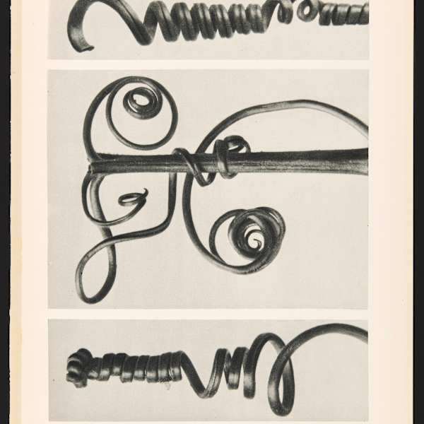 Plate 53. Art Forms of Nature by Karl Blossfeldt, Image 1.