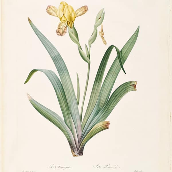 Iris Variegata; Iris Panachee by Pierre-Joseph Redouté, Image 1.