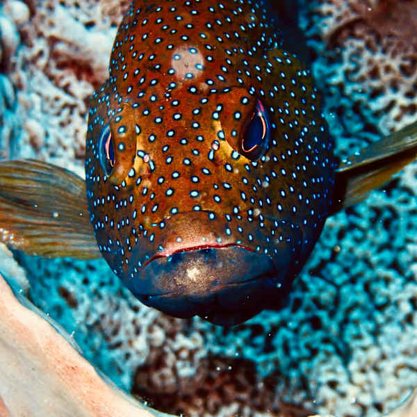 Curious by DJ Kissinger, Image 1.