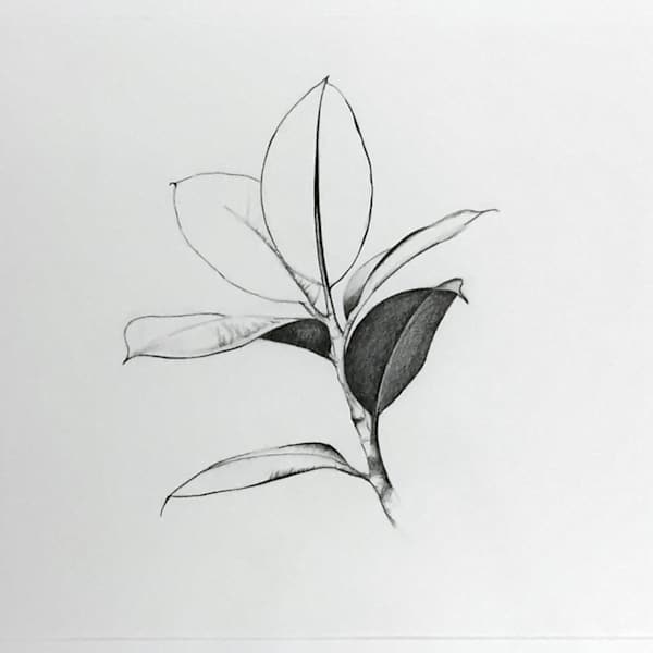 Rubber Plant by Katie Corbett, Image 2.