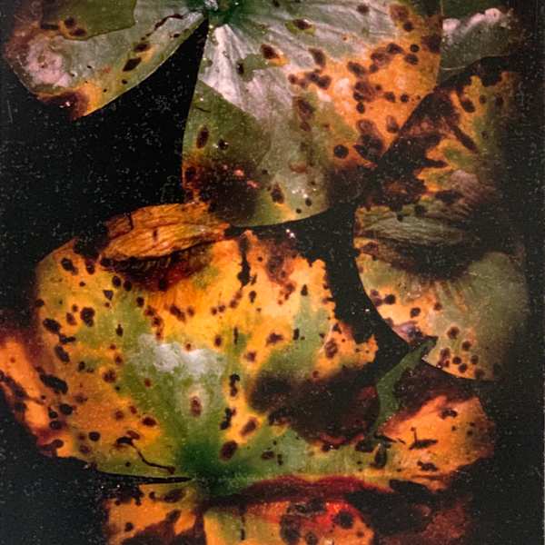 Shill by Susan Sensemann, Image 1.