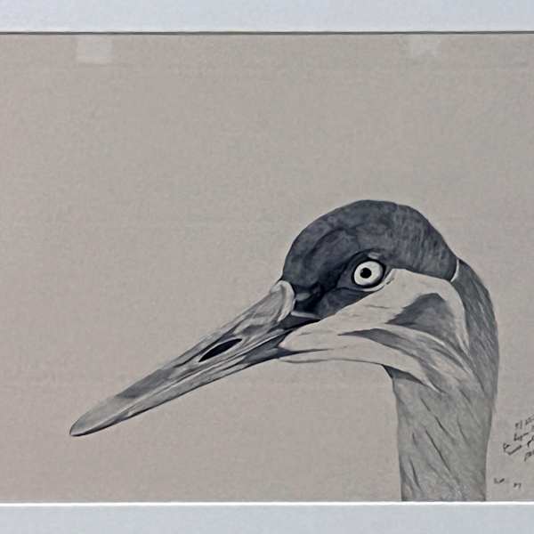 Sandhill Crane (Grus Canadensis) by William R. Stott Jr., Image 1.