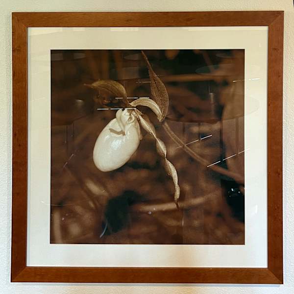 Lady Slipper (Cypripedium pubescens) by George "Skip" Wittler, Image 1.