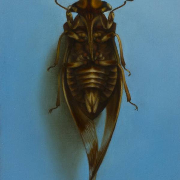 Untitled (Cicada on Blue) by Zane York, Image 1.