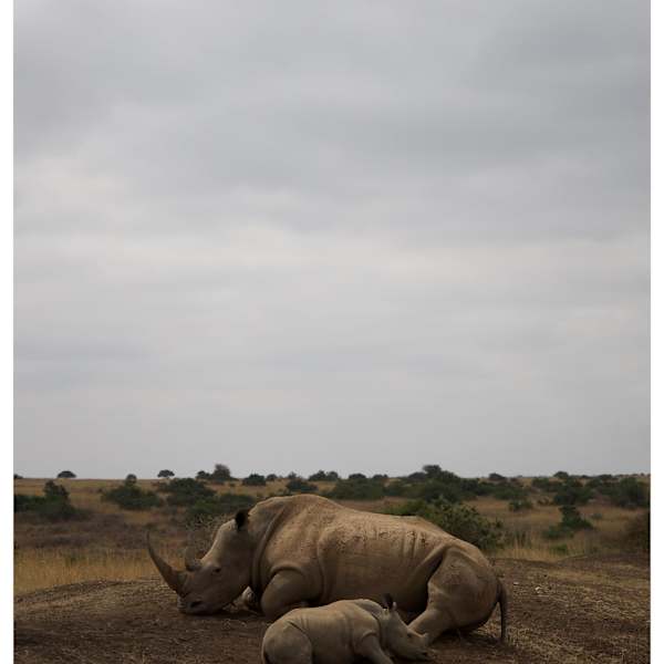 In the Shadow of Her Horn by Abduttayeb Mustansir Hashemi, Image 3.