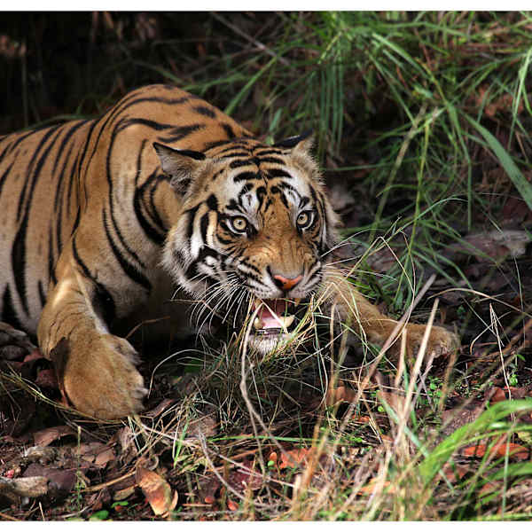 Tiger Charge by Abdul Kader Kagalwala, Image 9.