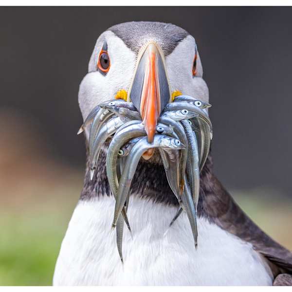 Something Smells Fishy by Aliasghar Gulamali, Image 6.