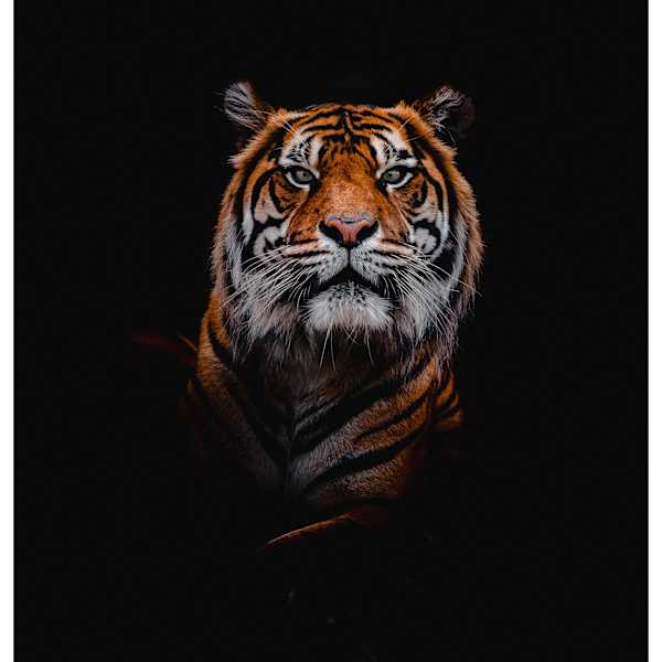 Silent Majesty by Aliasgar Sulemanji, Image 14.