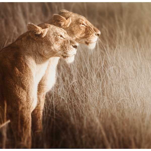 The Stare by Huzeifa Hakimi, Image 20.