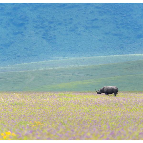 Rhino Ngorongoro by Mehlam Akbarali, Image 8.